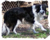 ABCA Border Collie Maybell